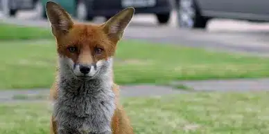 urban fox control London
