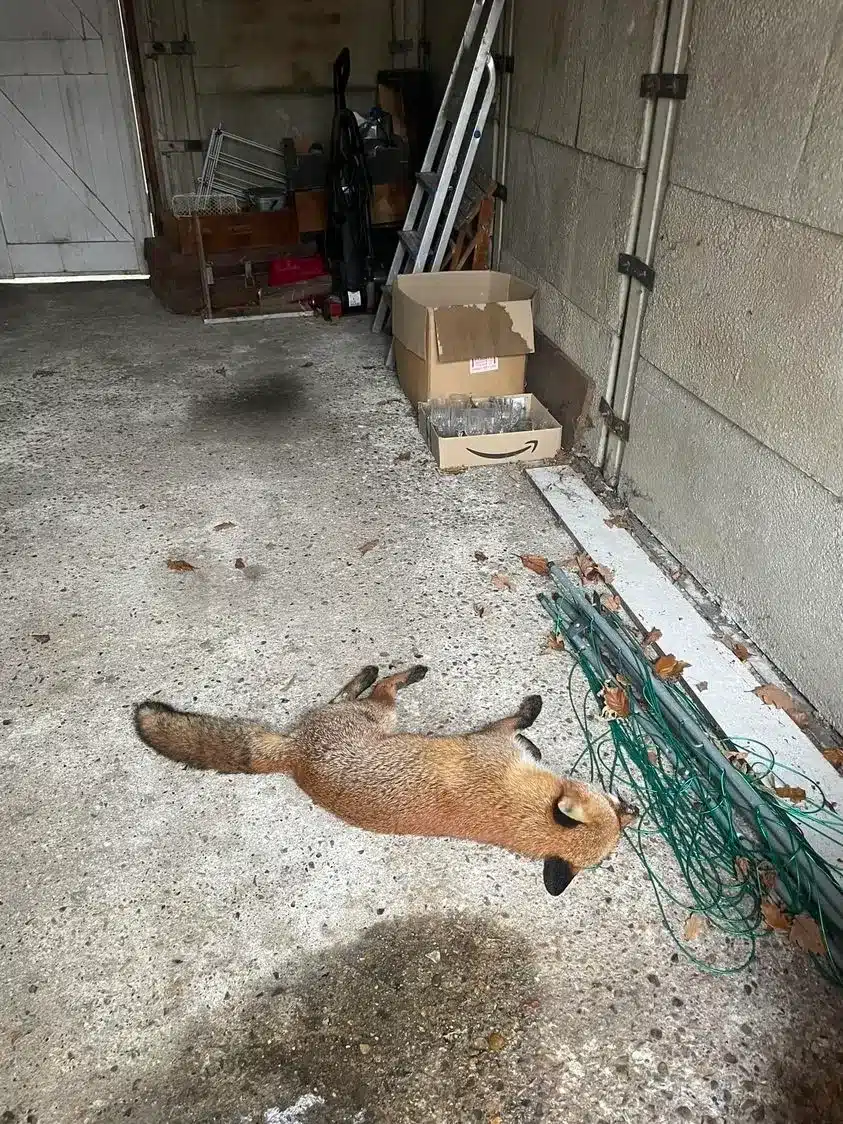 Fox Control Methods Pest Prevention London - Fox Control London